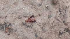 Sceloenopla maculata