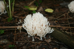 Ramariopsis kunzei