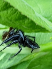 Paraphidippus aurantius