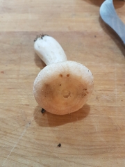 Lactarius torminosus