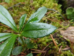 Chimaphila umbellata