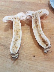 Lactarius torminosus