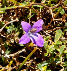 Campanula hierapetrae