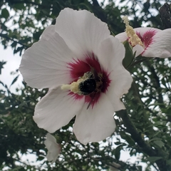 Xylocopa virginica virginica