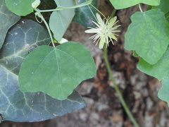 Passiflora lutea
