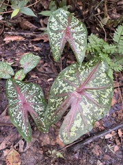 Caladium bicolor