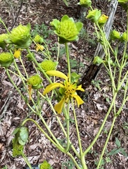 Silphium compositum