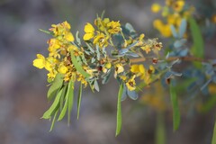 Senna artemisioides alicia