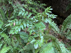 Berberis nervosa