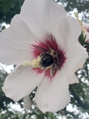 Xylocopa virginica virginica
