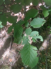 Corylus cornuta