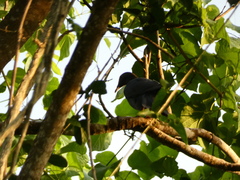 Patagioenas leucocephala