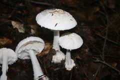 Amanita abrupta