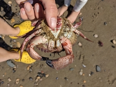 Romaleon antennarium