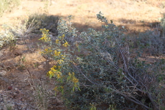 Senna artemisioides alicia