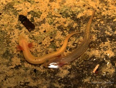 Eurycea troglodytes