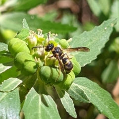 Parancistrocerus