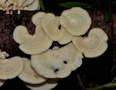 Favolus brasiliensis