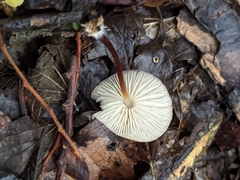 Marasmius