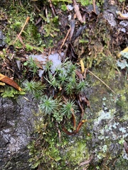 Polytrichum juniperinum
