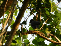 Patagioenas leucocephala