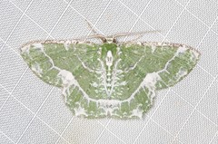 Eucyclodes insperata
