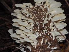 Favolus brasiliensis