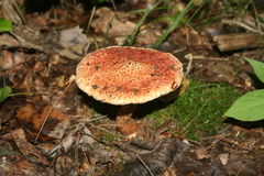 Suillus spraguei