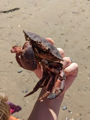 Romaleon antennarium