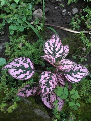 Hypoestes phyllostachya