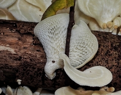 Favolus brasiliensis