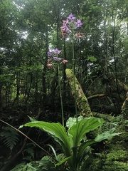 Calanthe masuca