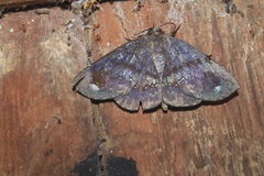 Empelathra pindarus