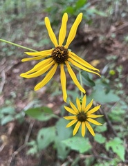 Helianthus atrorubens