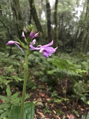 Calanthe masuca