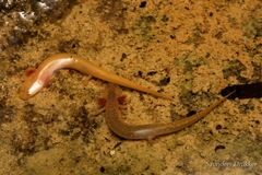 Eurycea troglodytes