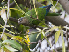 Eupsittula pertinax