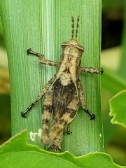 Abracris flavolineata