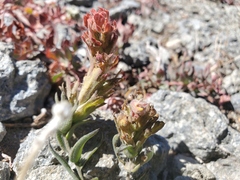 Castilleja arachnoidea