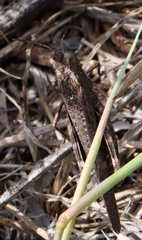 Arphia pseudonietana