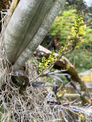 Polystachya concreta