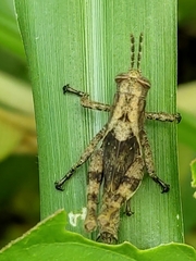 Abracris flavolineata