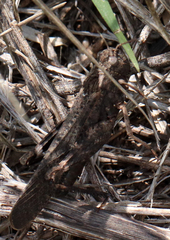 Arphia pseudonietana