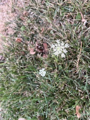 Daucus carota