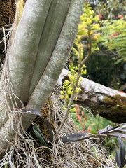 Polystachya concreta