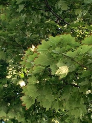 Acer