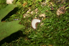 Humaria hemisphaerica