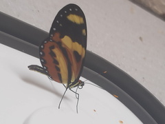 Papilionoidea