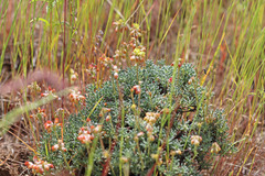 Eriogonum thymoides