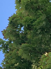Acer